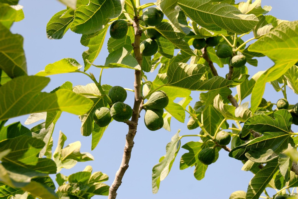 Figs growing on a tree near Bethel