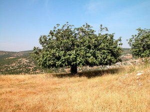 Fig tree, Umm al-Hedamus, tb060403141